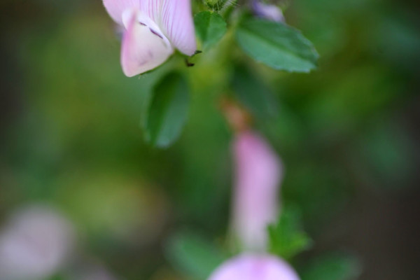 Bios Line Piante Europee