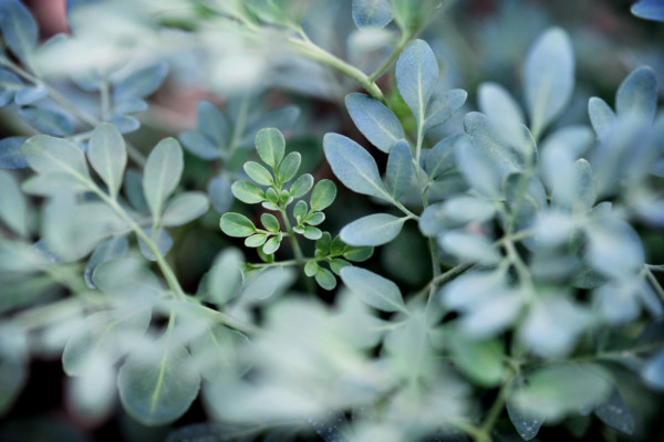 Bios Line Piante Europee