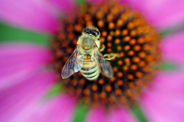 Bios Line Piante Europee