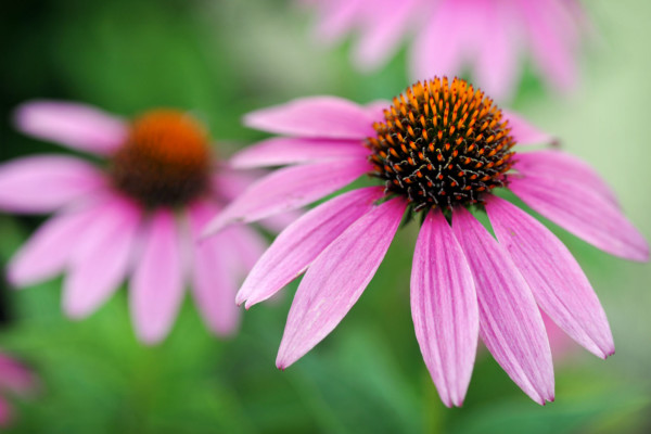 Bios Line Piante Europee