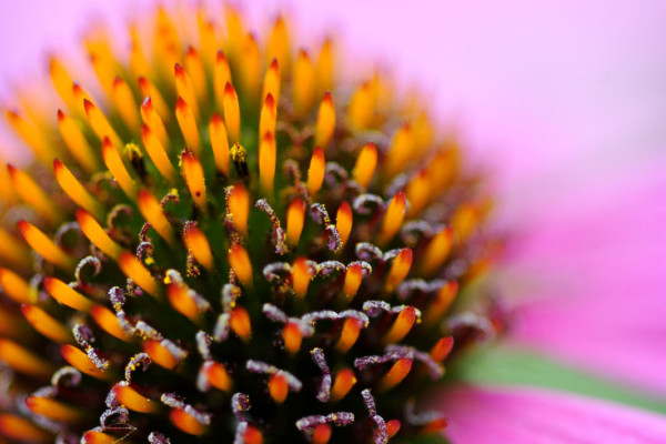 Bios Line Piante Europee