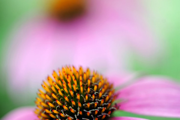 Bios Line Piante Europee