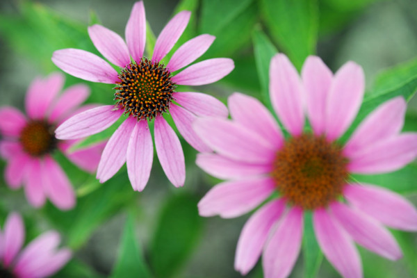 Bios Line Piante Europee