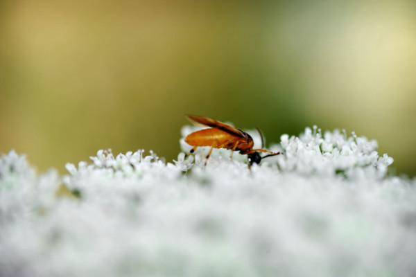 Bios Line Piante Europee