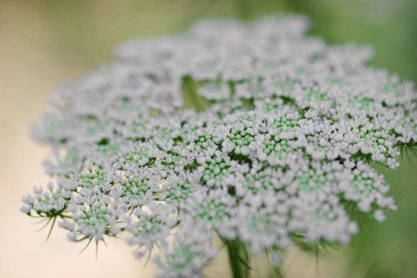 Bios Line Piante Europee