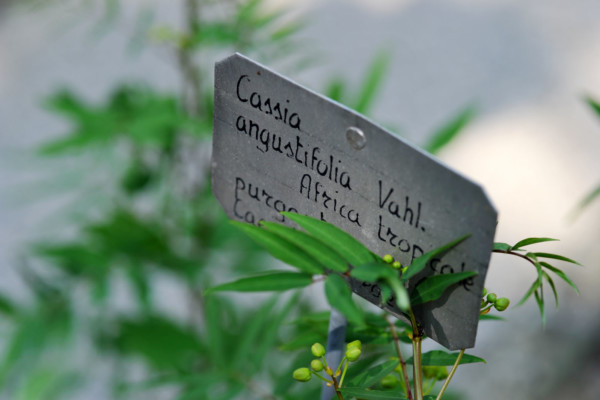 Bios Line Piante Europee