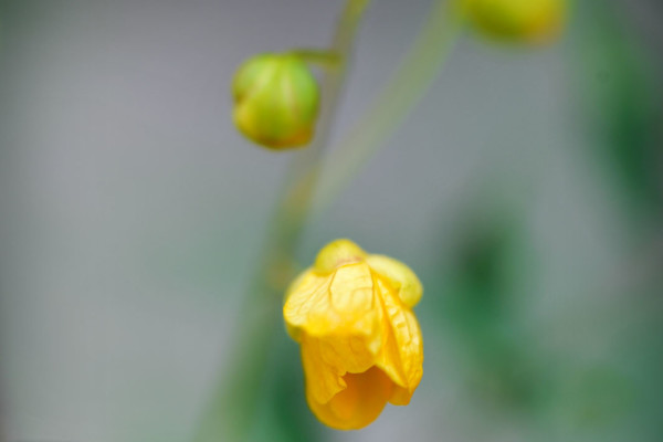 Bios Line Piante Europee