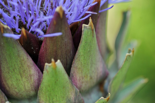 Bios Line Piante Europee