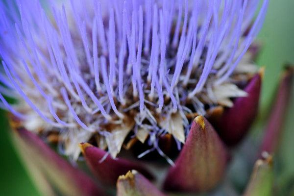 Bios Line Piante Europee