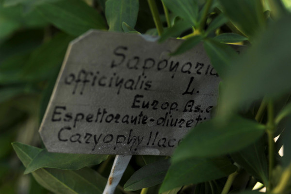 Bios Line Piante Europee