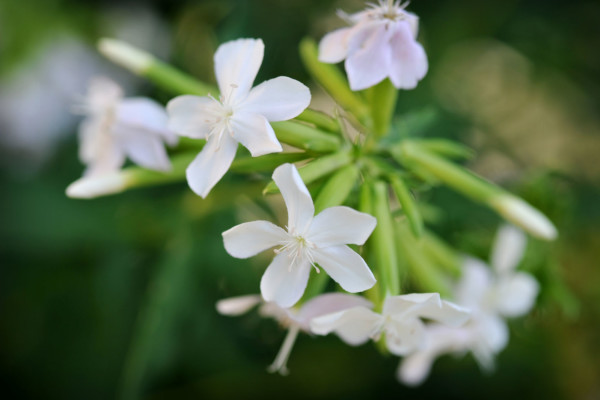 Bios Line Piante Europee