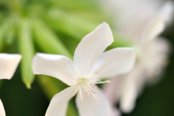 Bios Line Piante Europee