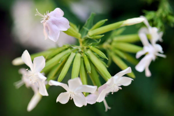 Bios Line Piante Europee