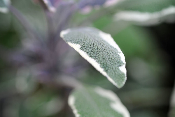 Bios Line Piante Europee