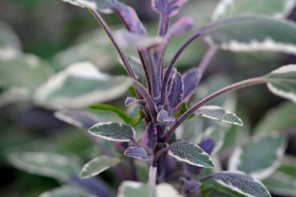 Bios Line Piante Europee