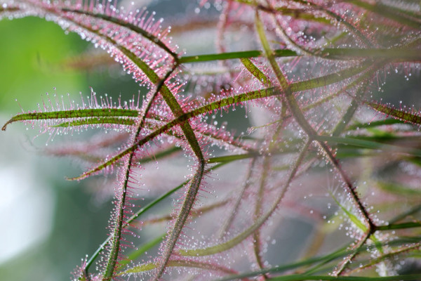 Bios Line Piante Europee