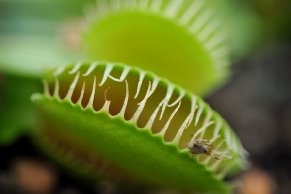 Bios Line Piante Europee