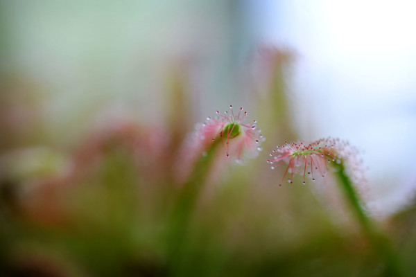 Bios Line Piante Europee