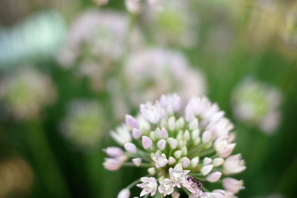 Bios Line Piante Europee