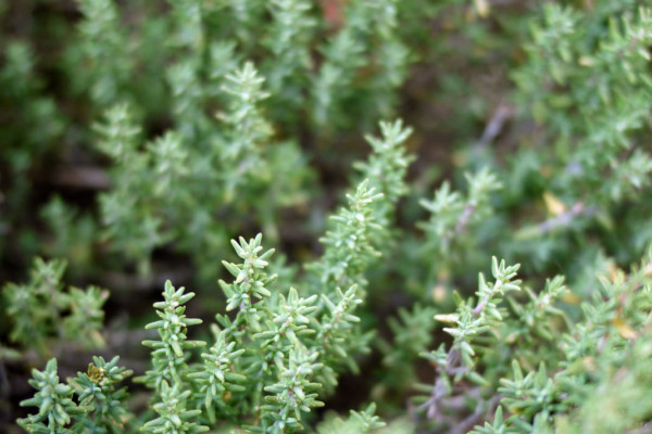 Bios Line Piante Europee