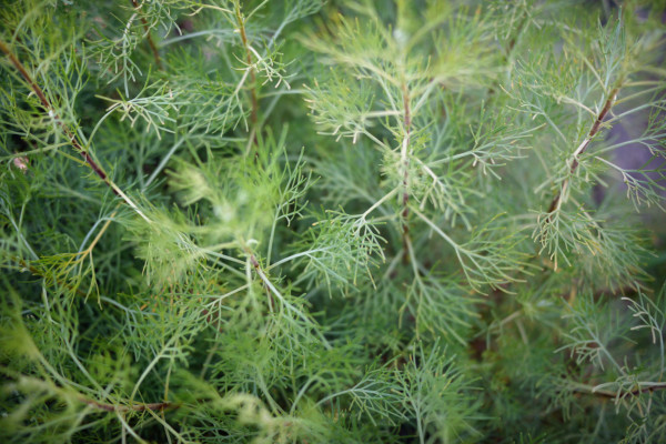 Bios Line Piante Europee