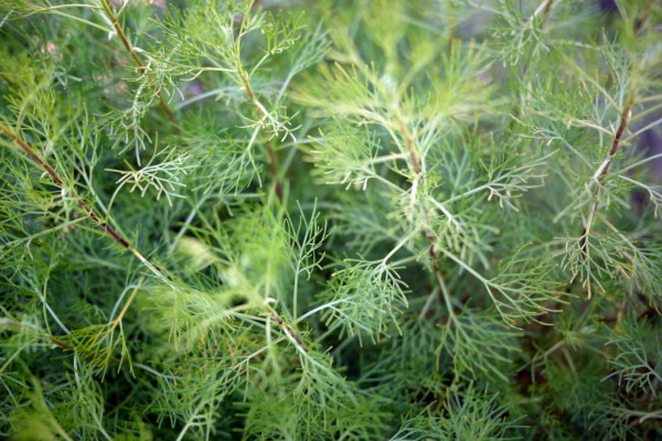 Bios Line Piante Europee