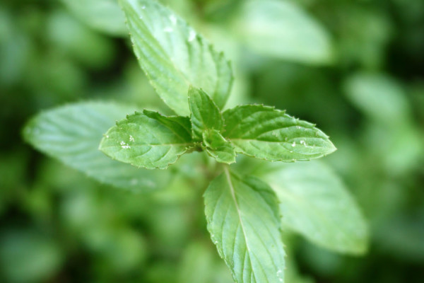 Bios Line Piante Europee