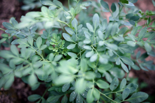 Bios Line Piante Europee