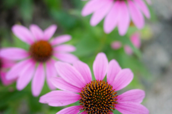 Bios Line Piante Europee