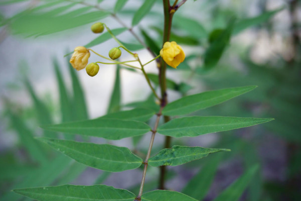 Bios Line Piante Europee