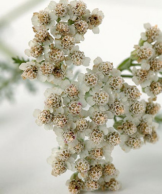 Bios Line Erbario efficacia della natura Achillea