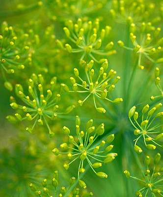 Bios Line Erbario efficacia della natura Aneto