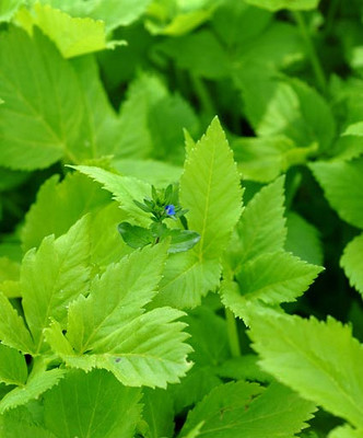 Bios Line Erbario efficacia della natura Angelica