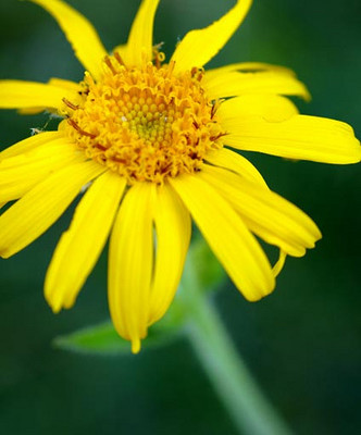 Bios Line Erbario efficacia della natura Arnica