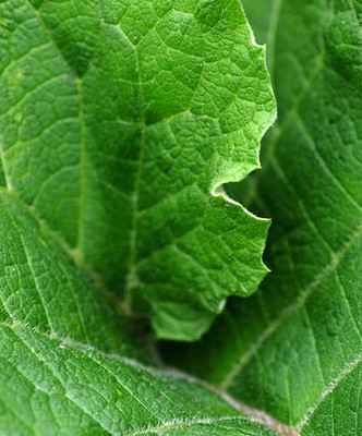 Bios Line Erbario efficacia della natura Bardana