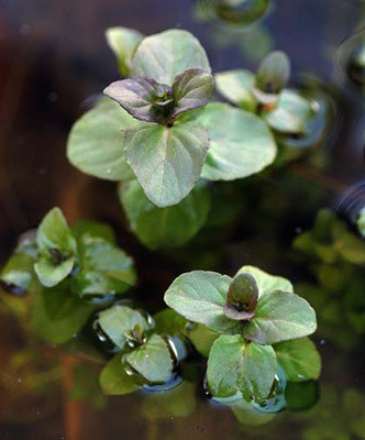 Bios Line Erbario efficacia della natura Beccabunga
