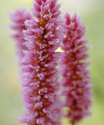 Bios Line Erbario efficacia della natura Bistorta