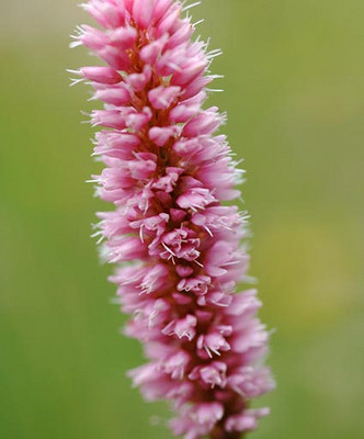 Bios Line Erbario efficacia della natura Bistorta