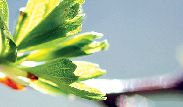 Scientific publications