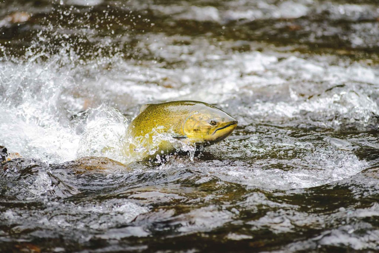 Dal pesce, Omega 3 per la salute di pelle, cuore e vista | Bios Line