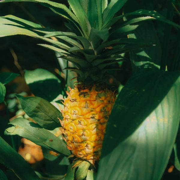 Bromelina per ritrovare la leggerezza