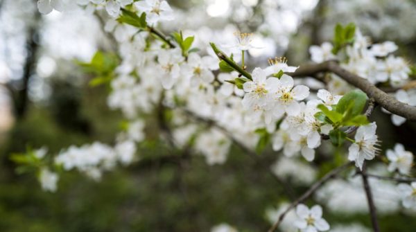 Biancospino e Olivo per la pressione