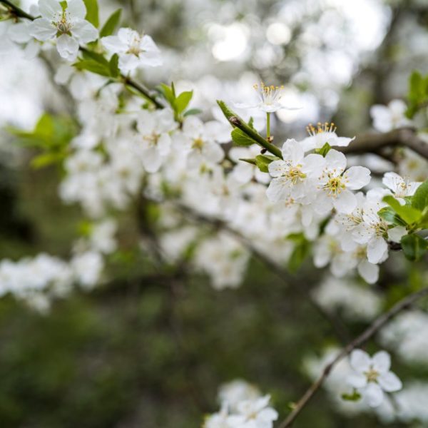 Biancospino e Olivo per la pressione