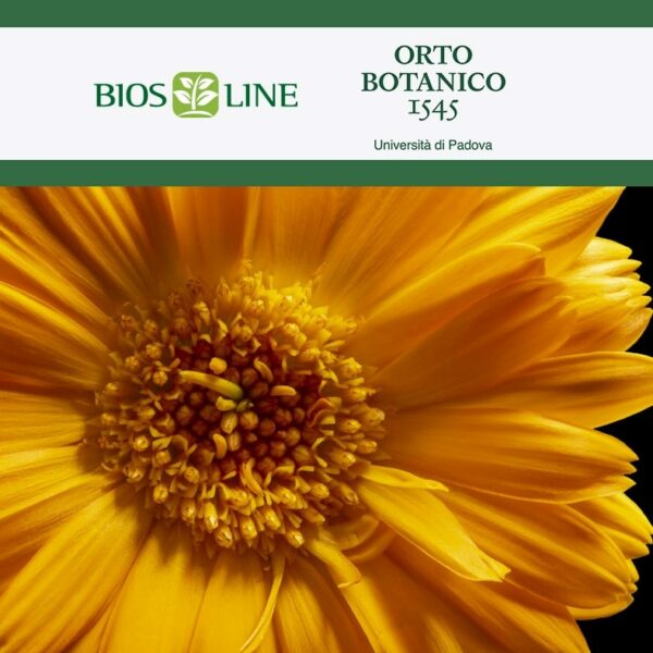 Un museo nell’orto botanico di Padova, con il sostegno di Bios Line