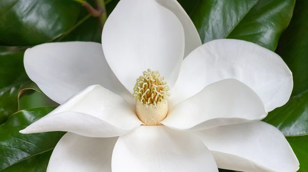 Ansia sotto controllo?