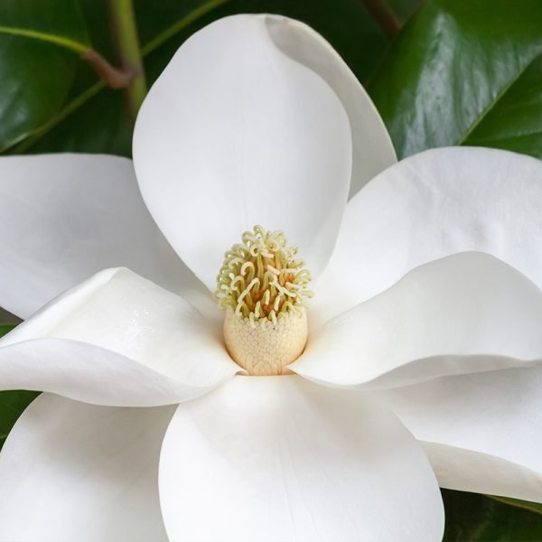 Ansia sotto controllo?