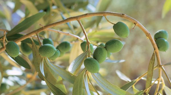 Pressione sotto controllo
