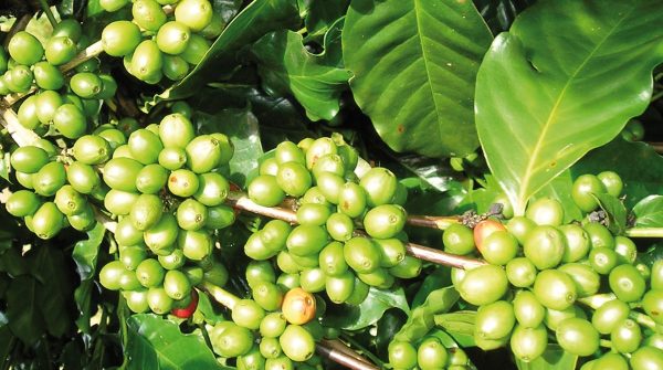 Controllo del peso corporeo