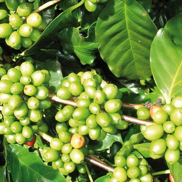 Controllo del peso corporeo