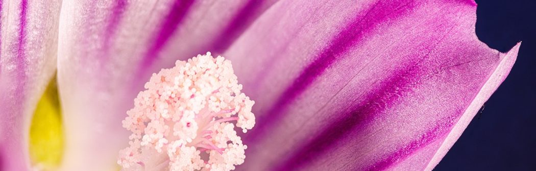 lI benessere della regolarità